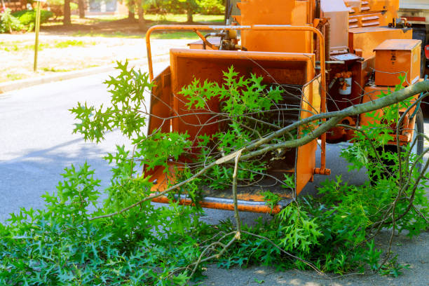 Lawn Renovation and Restoration in Darien Downtown, CT