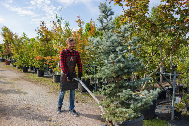 Professional Tree Care Services in Darien Downtown, CT